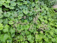 Pericallis steetzii