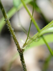 Lapsana communis communis