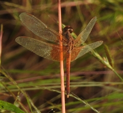 Neurothemis intermedia