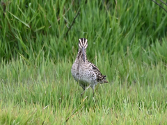 Gallinago hardwickii