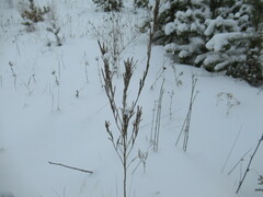 Erysimum hieraciifolium
