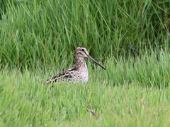 Gallinago hardwickii