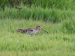 Gallinago hardwickii