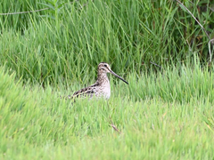 Gallinago hardwickii