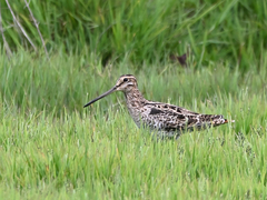 Gallinago hardwickii