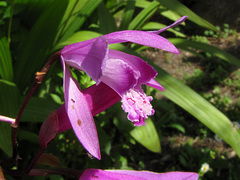 Bletilla striata