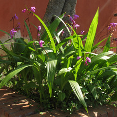 Bletilla striata
