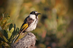 Phylidonyris niger