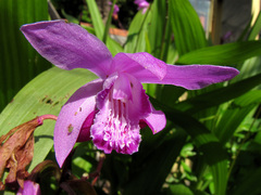 Bletilla striata