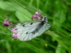 Parnassius mnemosyne