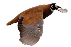 Phaps histrionica
