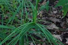 Carex muskingumensis