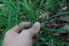Carex muskingumensis