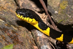 Boiga melanota