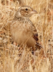 Mirafra javanica