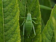 Isophya gracilis