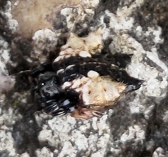 Thelacantha brevispina