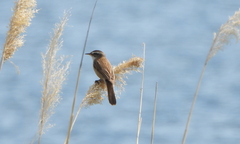 Acrocephalus melanopogon