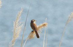 Acrocephalus melanopogon