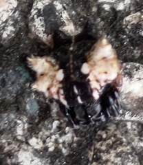 Thelacantha brevispina