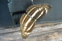Neptis clinia susruta
