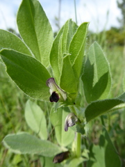 Vicia johannis
