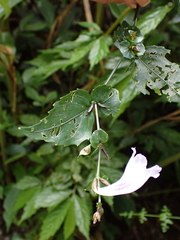 Strobilanthes flexicaulis