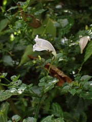 Strobilanthes flexicaulis