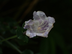 Strobilanthes flexicaulis