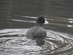 Fulica atra atra