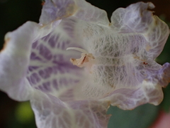Strobilanthes flexicaulis
