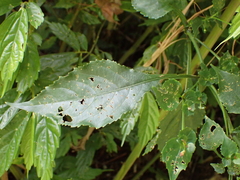 Strobilanthes flexicaulis
