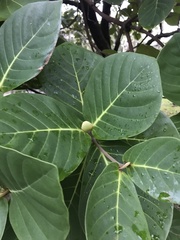 Neonauclea reticulata