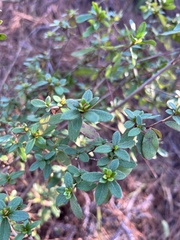 Rhododendron indicum
