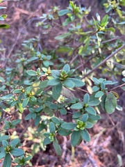 Rhododendron indicum