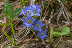 Gentiana zollingeri