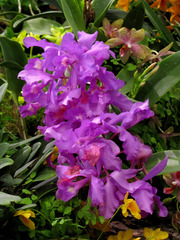 Cattleya