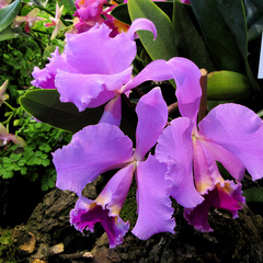 Cattleya