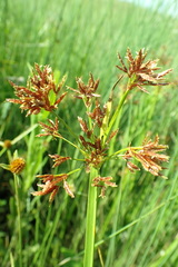 Cyperus denudatus