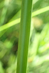 Cyperus denudatus
