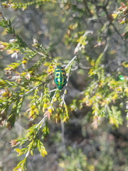 Calidea dregii