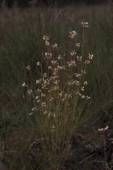 Arabidopsis thaliana