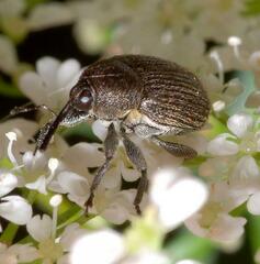 Cleopomiarus graminis