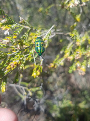 Calidea dregii