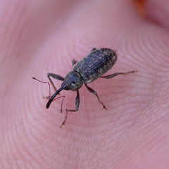 Dorytomus longimanus