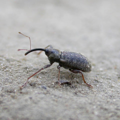 Dorytomus longimanus