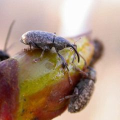 Dorytomus longimanus