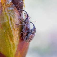 Dorytomus longimanus