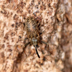 Dorytomus longimanus