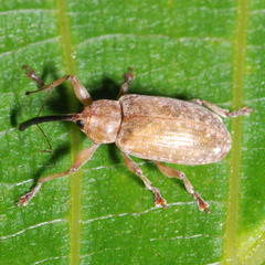 Dorytomus longimanus